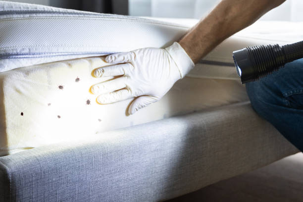 Best Mosquito Control Services  in Continental, OH