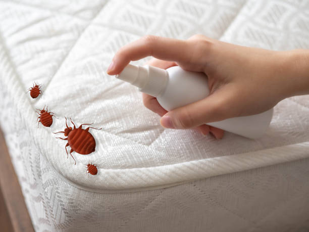 Best Exterminator Services  in Continental, OH