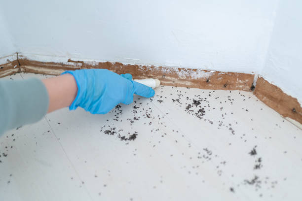 Wasp Removal Services in Continental, OH